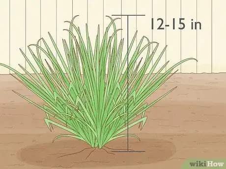 Image titled Grow Sweetgrass Step 23