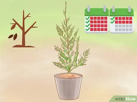 Image titled Plant Leyland Cypress Step 7