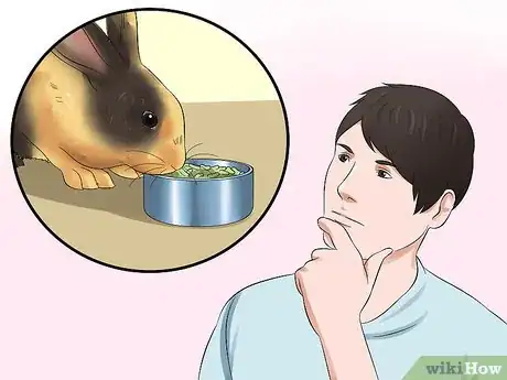 Image titled Diagnose Digestive Problems in Rabbits Step 7