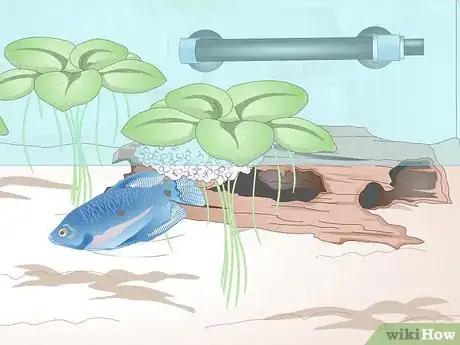 Image titled Breed Blue Gouramis Step 9
