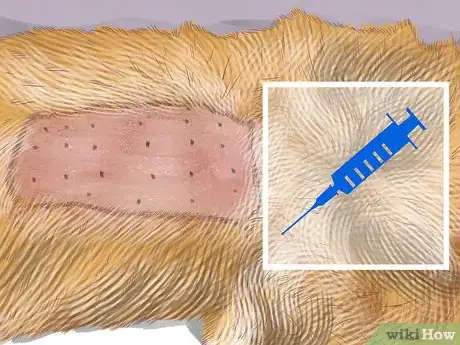 Image titled Diagnose Seasonal Allergies in Cats Step 13