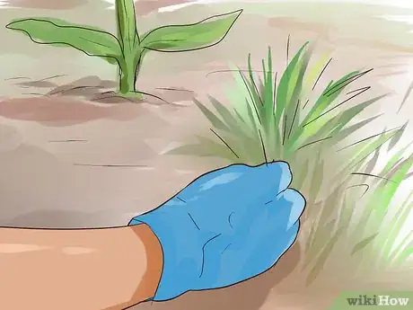 Image titled Grow Sweet Corn Step 11
