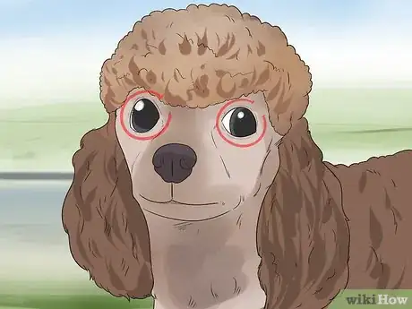Image titled Diagnose Glaucoma in Poodles Step 2