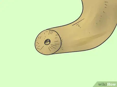 Image titled Make a Shofar Step 7