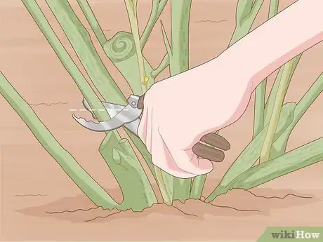 Image titled Prune Blackcurrants Step 6