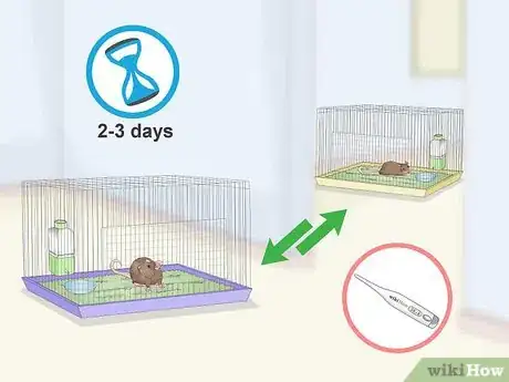 Image titled Keep a Pair of Pet Rats Step 5