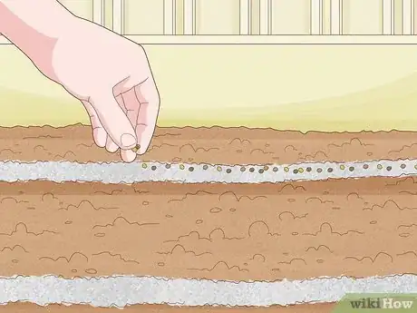 Image titled Grow Stock Flowers Step 7