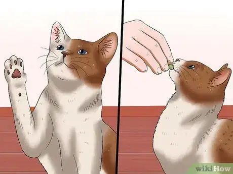 Image titled Get Your Cat to Stand Up Step 7