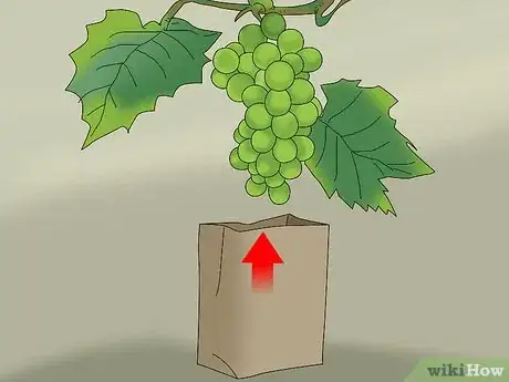 Image titled Protect Grapes from Birds Step 1