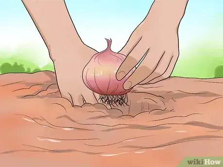 Image titled Plant Allium Bulbs Step 5