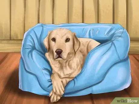 Image titled Care for Your Dog in the Winter Step 7