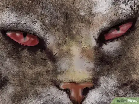 Image titled Diagnose and Treat Dry Eye in Cats Step 1