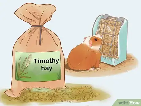 Image titled Care for a Crested Guinea Pig Step 8