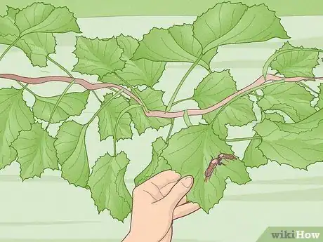 Image titled Grow Scuppernongs Step 19