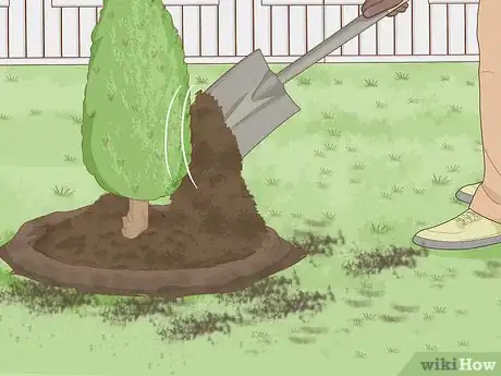 Image titled Plant a Shrub Step 8
