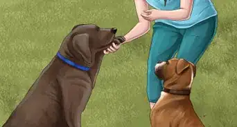 Keep Your Dog Under Control Outside