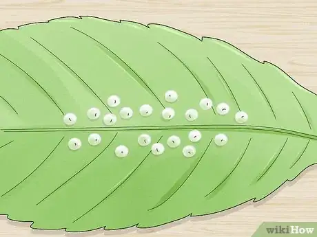 Image titled Grow Blood Worms Step 5