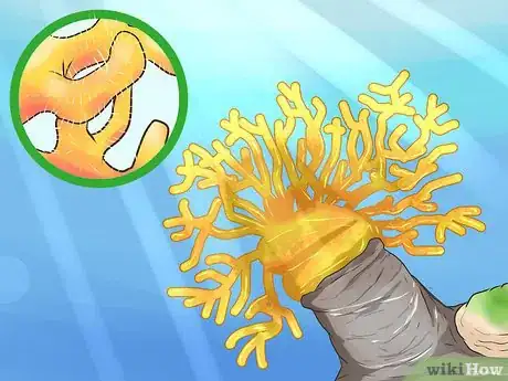 Image titled Identify Dangerous Marine Animals in Australian Waters Step 8