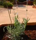 Strike a Lavender Cutting