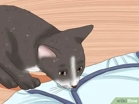 Image titled Prepare Your Cat for a New Baby Step 17