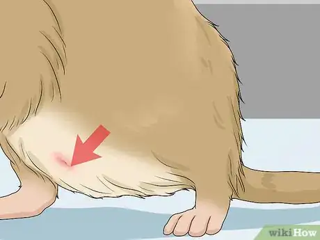 Image titled Spot and Treat Ovarian Cysts in Gerbils Step 7