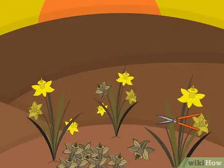 Image titled Plant Narcissus Bulbs Step 15