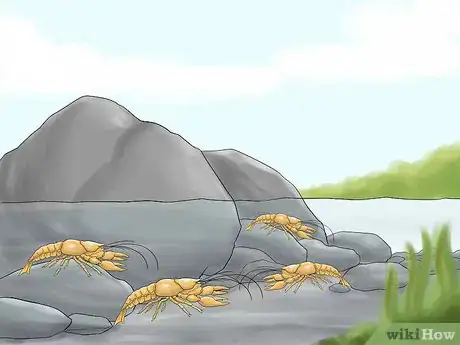 Image titled Catch a Crayfish Step 8
