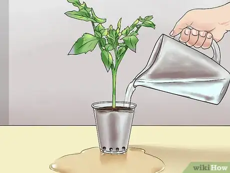 Image titled Root Tomato Suckers Step 7