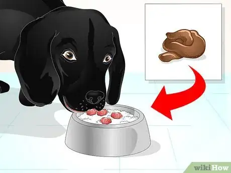 Image titled Firm Up Your Dog's Stool Step 8