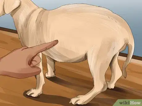 Image titled Tell if Your Dog Is Having a Medical Emergency Step 2