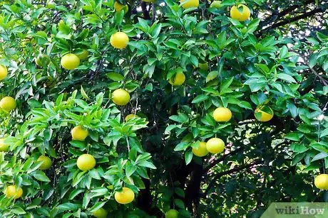 Image titled Cook with Winter Fruit Step 2