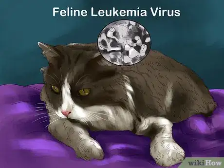 Image titled Detect and Treat Heart Murmurs in Cats Step 9