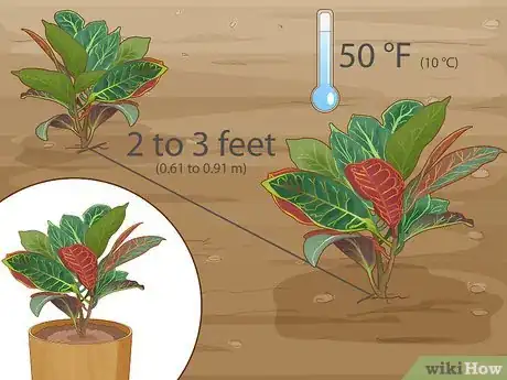 Image titled Care for a Croton Petra Step 4