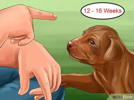 Image titled Introduce Training to a New Puppy Step 1