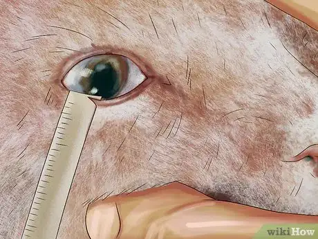 Image titled Diagnose and Treat Dry Eye in Cats Step 7