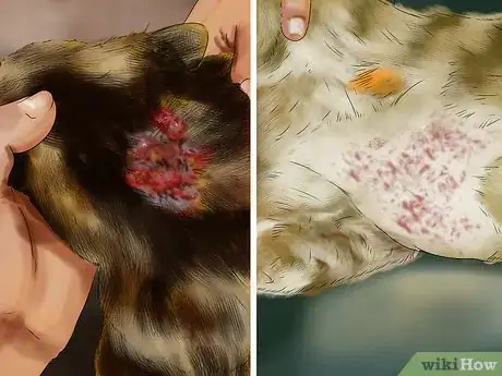 Image titled Photograph Your Cat's Symptoms for the Vet Step 10