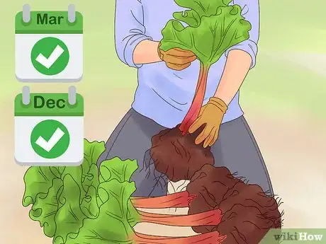Image titled Divide Rhubarb Plants Step 1