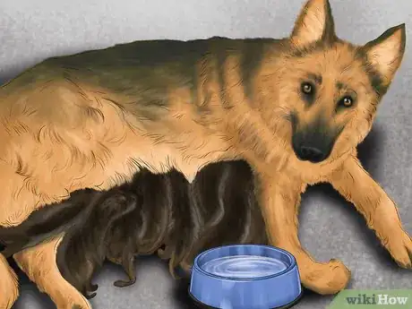 Image titled Keep a Mother Dog Healthy Postpartum Step 4