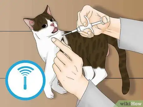 Image titled Avoid Losing Your Cat Step 4