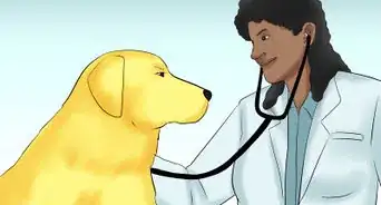 Handle an Approaching Dog