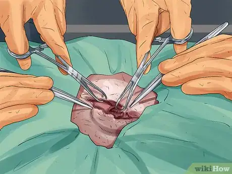 Image titled Treat Canine Incontinence Step 12