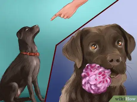 Image titled Buy a Chocolate Labrador Step 3