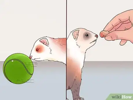 Image titled Play Fetch with a Ferret Step 3