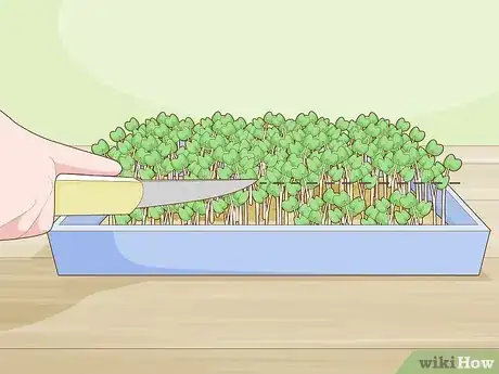 Image titled Grow Arugula Microgreens Step 15