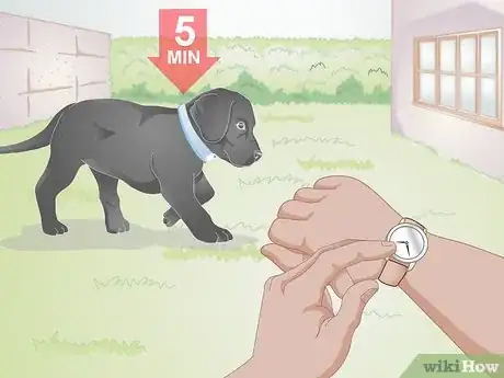 Image titled Get a Puppy Used to a Leash Step 4