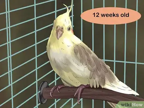 Image titled Pick a Cockatiel Step 6