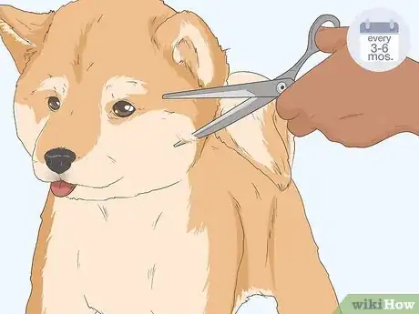 Image titled Control Dog Hair in the House Step 5