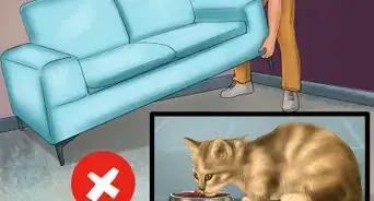 Deal with Cognitive Disorders in Cats