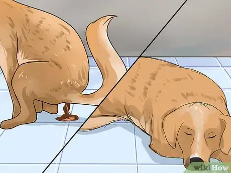 Image titled Diagnose Canine Infectious Hepatitis Step 1