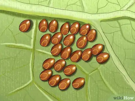 Image titled Keep Caterpillars Out of the Garden Step 6
